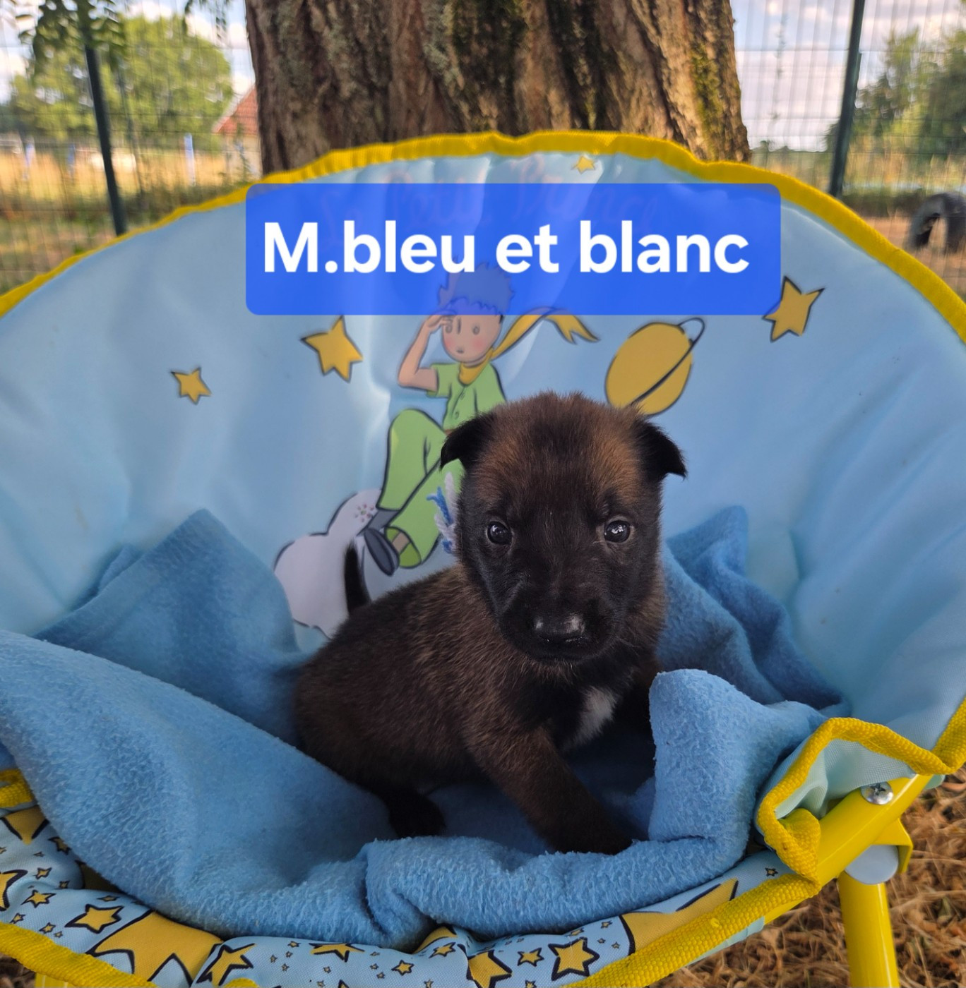 M.bleu/ blanc - Berger Belge