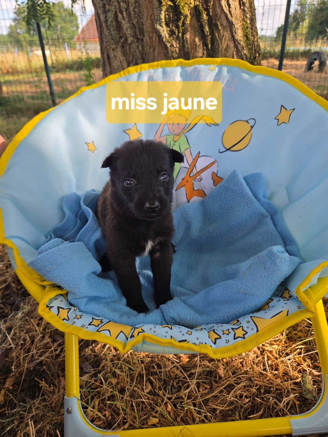 Miss jaune - Berger Belge