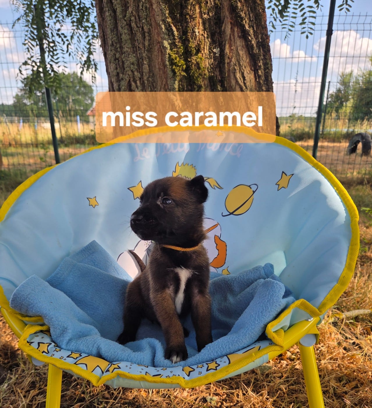 Miss caramel - Berger Belge
