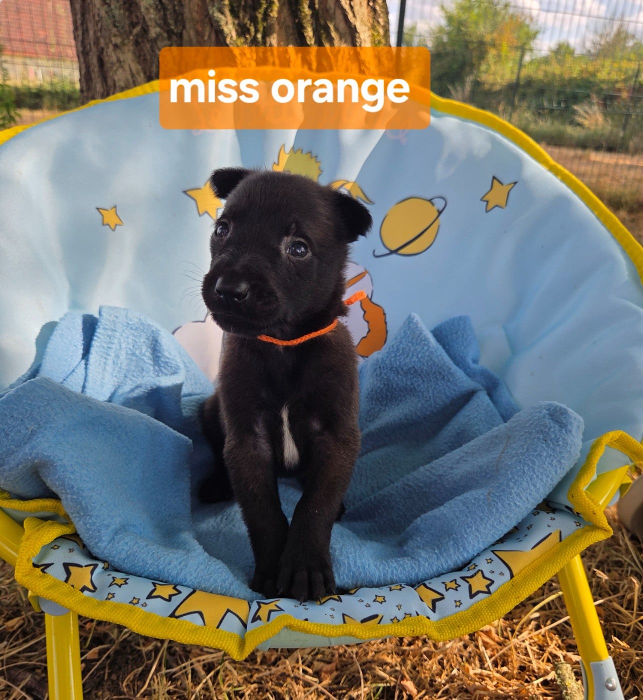 Miss orange - Berger Belge