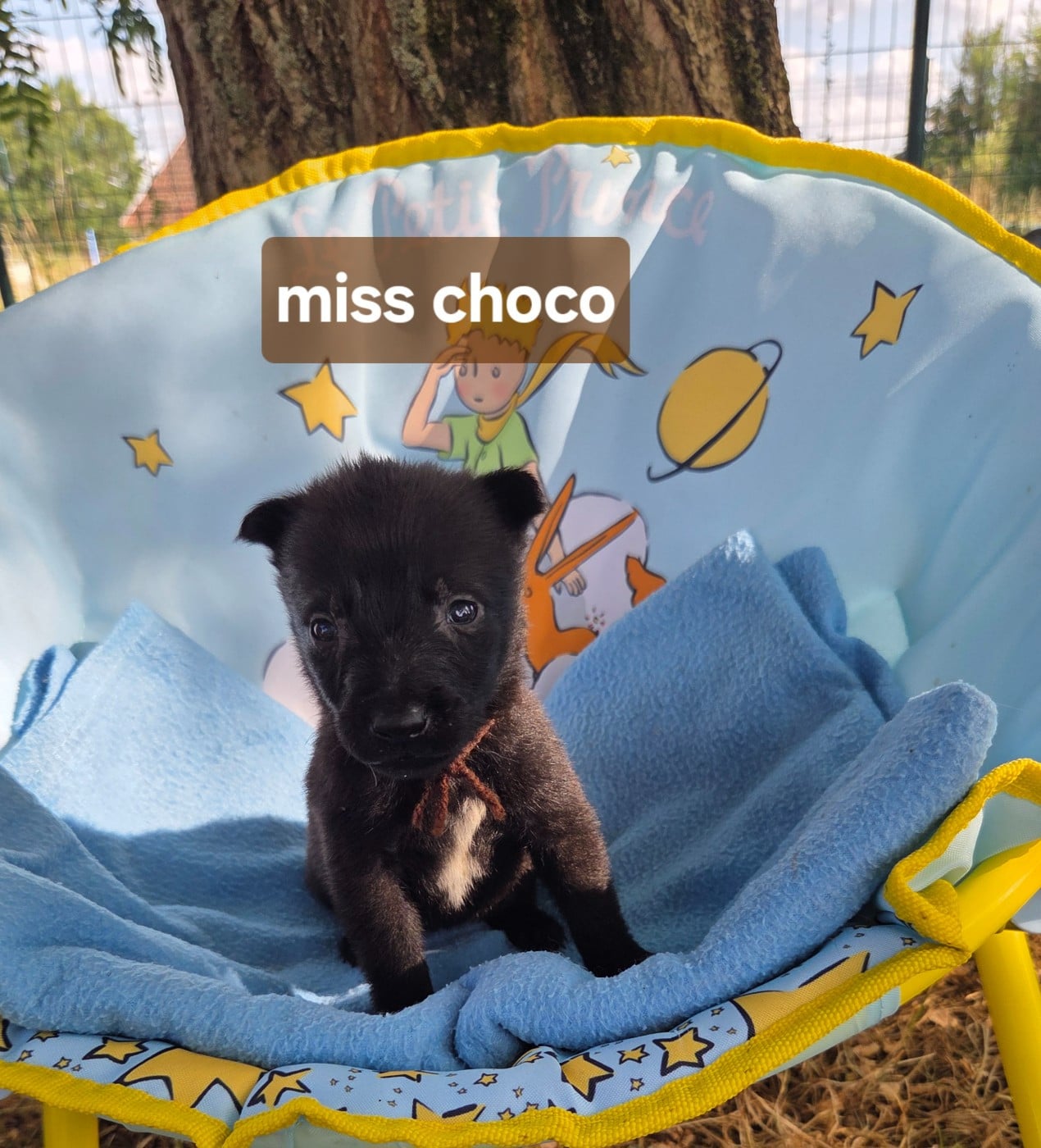 Miss choco - Berger Belge