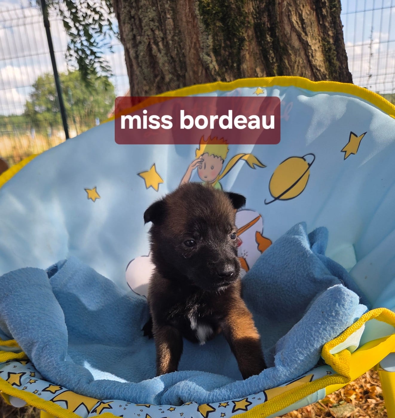 Miss bordeau - Berger Belge
