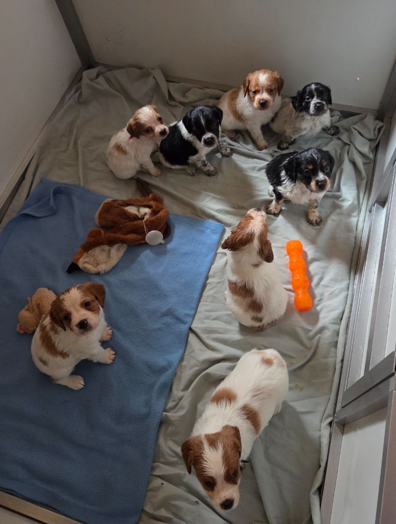 Epagneul Breton - Du Paradis Des Anges