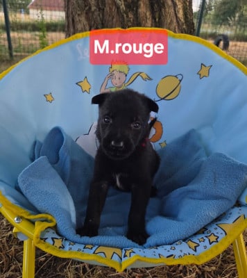 Les chiots de Berger Belge