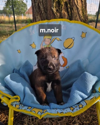 Les chiots de Berger Belge