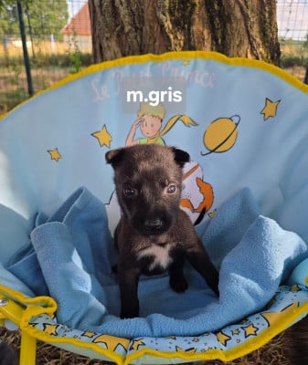 Les chiots de Berger Belge