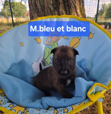 Les chiots de Berger Belge