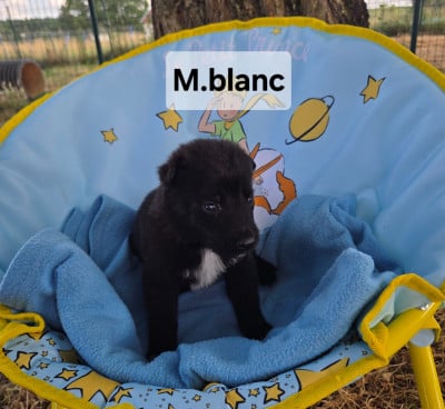 Les chiots de Berger Belge