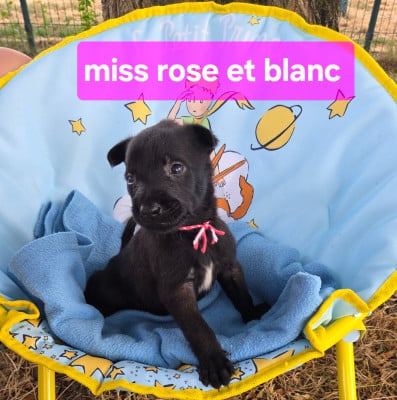 Les chiots de Berger Belge