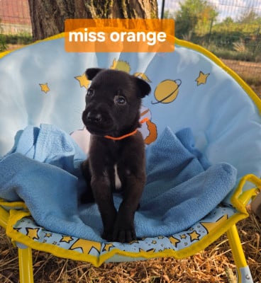 Les chiots de Berger Belge