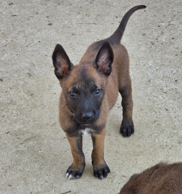 Les chiots de Berger Belge