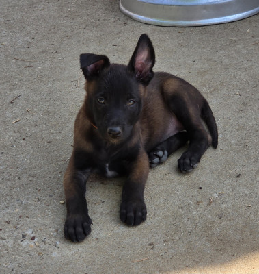 Les chiots de Berger Belge