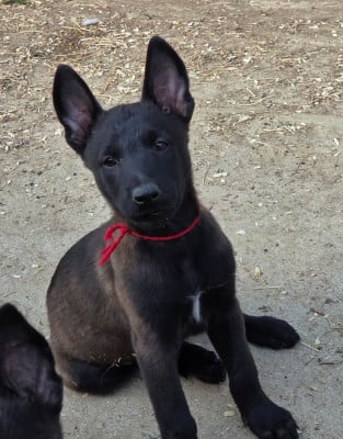 Les chiots de Berger Belge