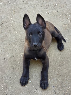 Les chiots de Berger Belge