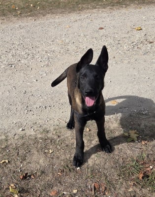 Les chiots de Berger Belge