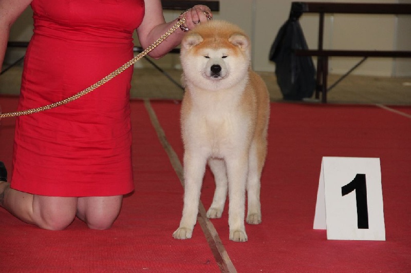 Sashinahime du Temple De Todai-ji - 1 Best Puppy