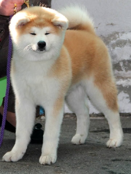 Sashinahime du Temple De Todai-ji - best femelle best puppy