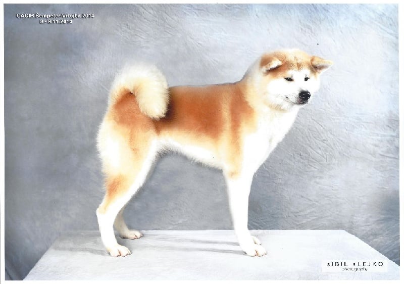 Sashinahime du Temple De Todai-ji - Championne jeune du Luxembourg 2014