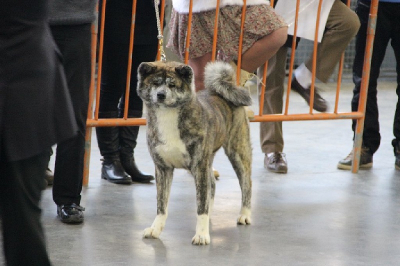 Amishiro Go shun'you kensha - 2 PLACE YOKEN A