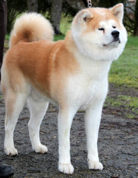 CH. Kourin go hanawa kisaragi - RCAC RCACIB