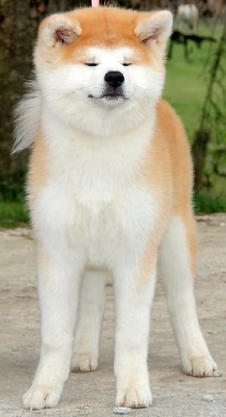 Sashinahime du Temple De Todai-ji - best femelle best baby 2 place ring d honneur