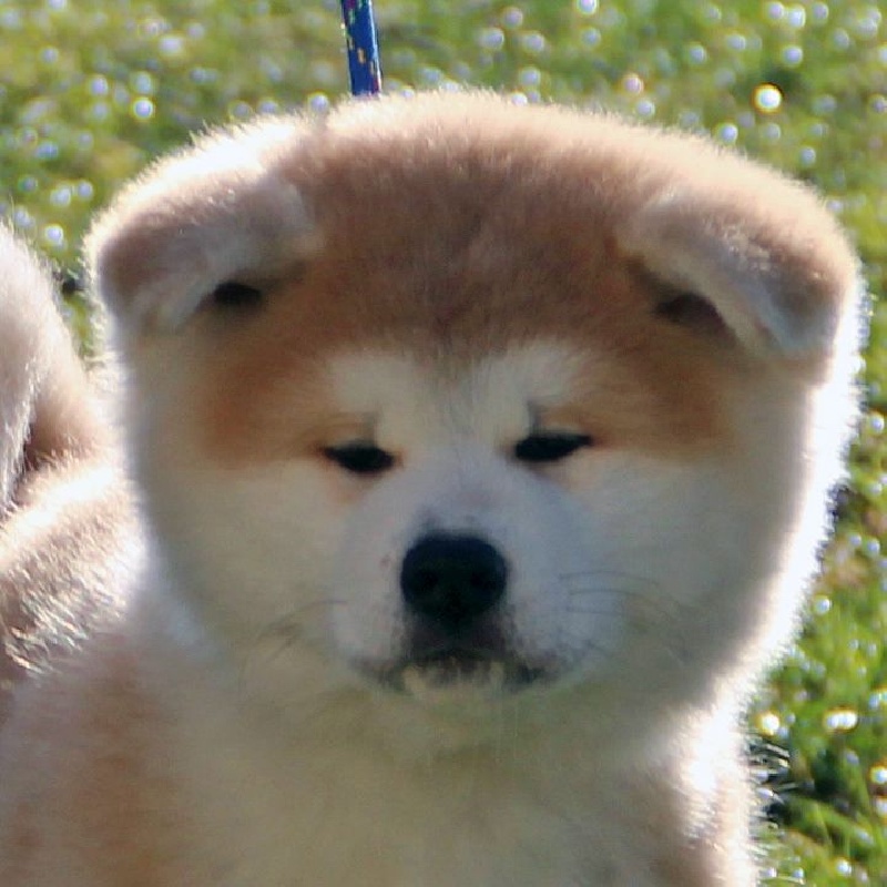 Sashinahime du Temple De Todai-ji - best femelle best baby