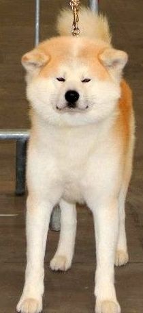 Amishiro Go shun'you kensha - CAC BOB