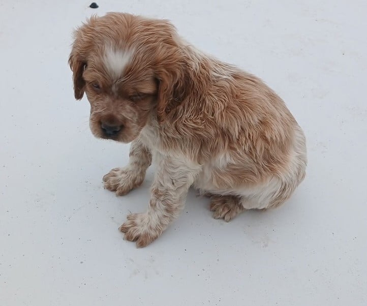 Epagneul Breton - Des Vallees Du Roussillon