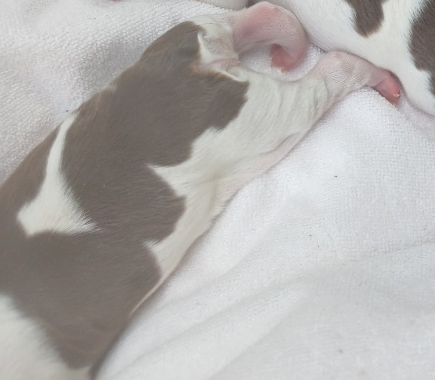 Chiot N°2 - Epagneul Breton