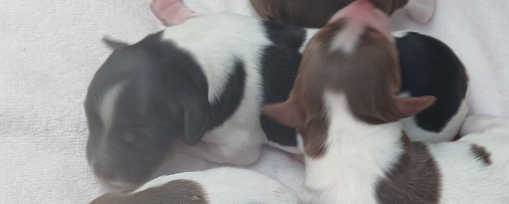 Chiot N°5 - Epagneul Breton