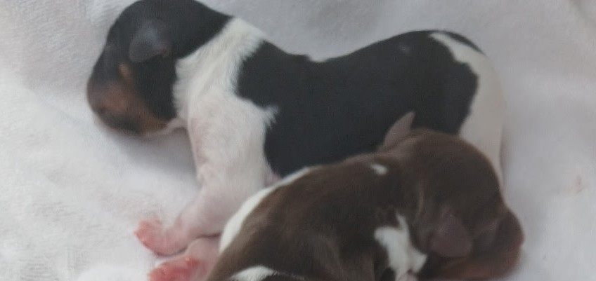 Chiot N°6 - Epagneul Breton