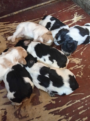 Les chiots de Epagneul Breton