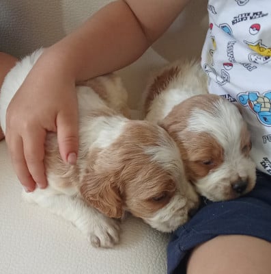 Les chiots de Epagneul Breton