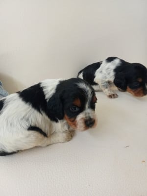Les chiots de Epagneul Breton