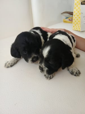 Les chiots de Epagneul Breton