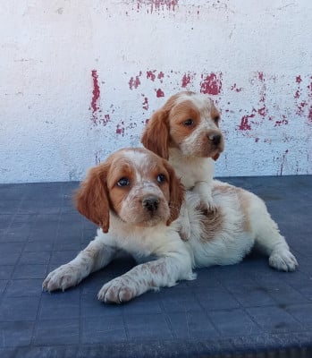 Les chiots de Epagneul Breton