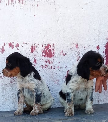 Les chiots de Epagneul Breton