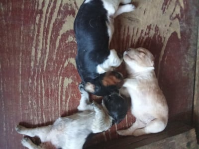 Les chiots de Epagneul Breton