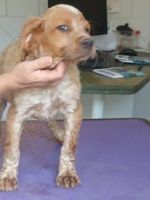 Les chiots de Epagneul Breton