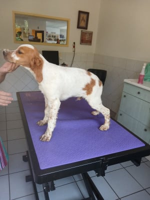 Les chiots de Epagneul Breton