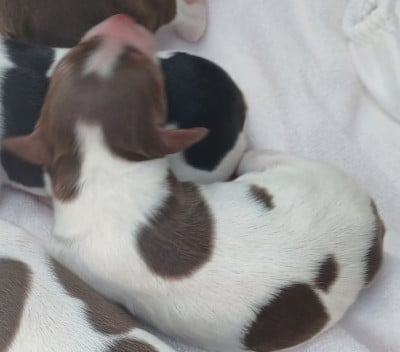 Les chiots de Epagneul Breton