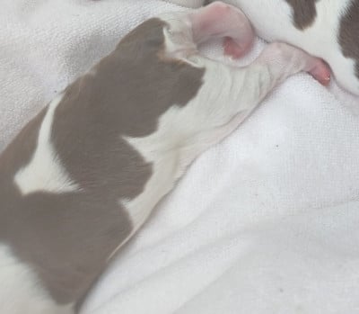 Les chiots de Epagneul Breton