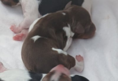 Les chiots de Epagneul Breton