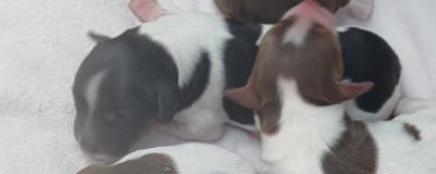 Les chiots de Epagneul Breton