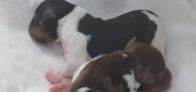 Les chiots de Epagneul Breton