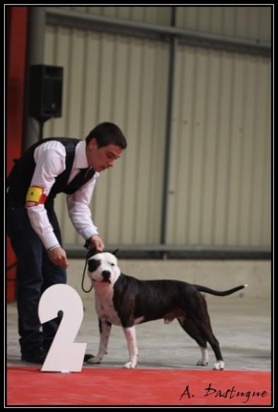 CH. Démon de la Griffe du Dragon - 2ème Exc Classe Ouverte