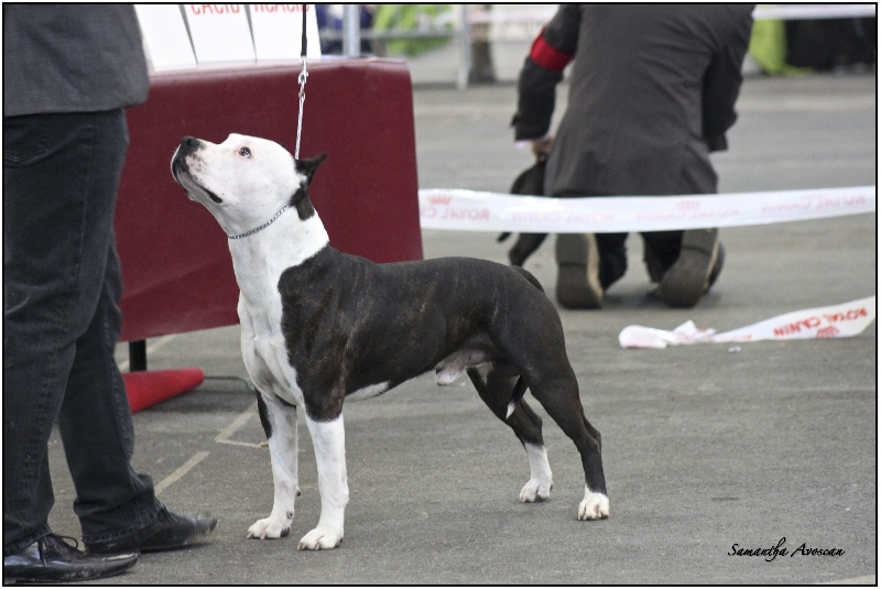 CH. Démon de la Griffe du Dragon - 1er Exc Classe Champion R-CACIB