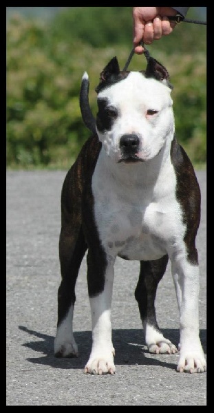 CH. Démon de la Griffe du Dragon - 1er Exc CACS BOB BOG sélection dans les 5 Premier au Best In Show