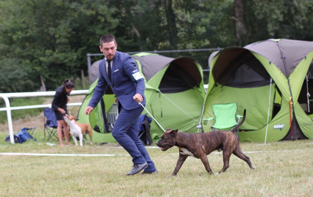 CH. Larry De L'empreinte De L'espoir - 1er Exc Classe Ouverte CAC