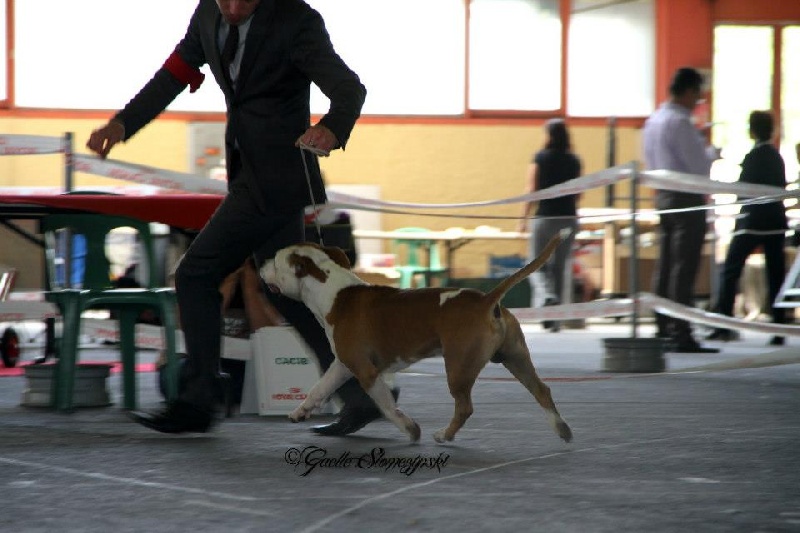 Gardfield De L'empreinte De L'espoir - 1er Exc Classe Intermediaire